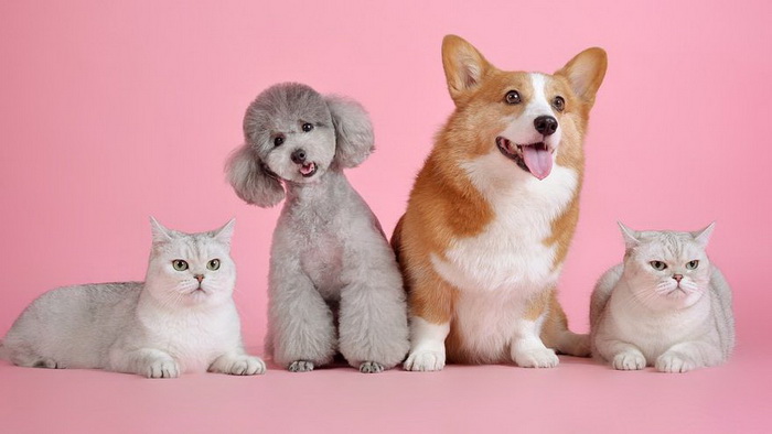 محبوب‌ترین نژادهای سگ خانگی