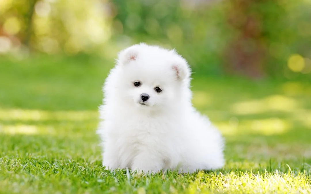 چرا سگ‌ها به جراحی نیاز دارند؟