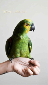 رفتار شناسی حیوانات خانگی