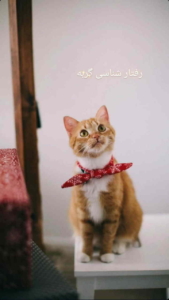 رفتار شناسی حیوانات خانگی