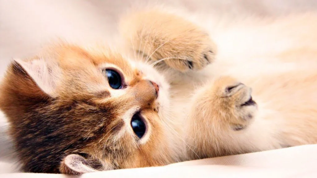 بیماری‌های پوستی شایع در گربه‌ها