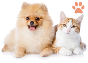 تفاوت پنلوکوپنی با سایر بیماری‌های ویروسی گربه‌ها